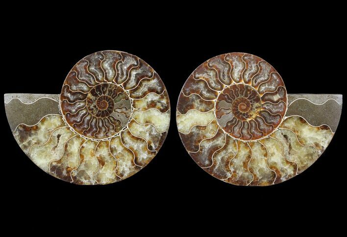Cut & Polished Ammonite Fossil - Agatized #64933